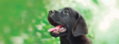Petplan Neukunden Gutschein: 10% Rabatt!