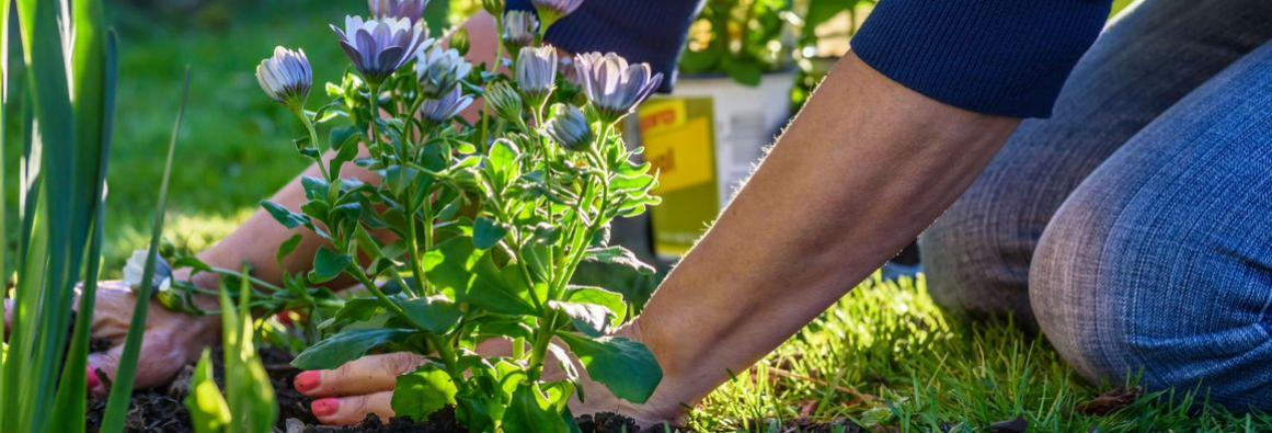Durchstöbern Sie eine große Auswahl an toom Gartenarikeln