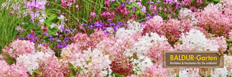 Nutze einen BALDUR Gutschein + Cashback um doppelt zu sparen!