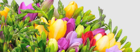 SALE-Angebote bei Blume Ideal mit bis zu 55% Rabatt