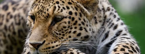 DEAL: Bis zu 27% Rabatt auf die Tageskarte für den Allwetterzoo Münster