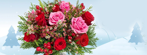 Weihnachtsblumen von Blume Ideal: Perfekte Geschenke!