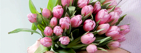 Blume2000 Angebot: 28% Rabatt auf rosa Tulpen für 17,99€