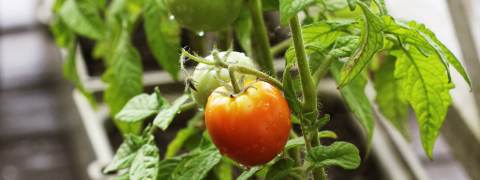 Bis zu 20% BALDUR Garten Rabatt für Gemüse- und Kräuterpflanzen