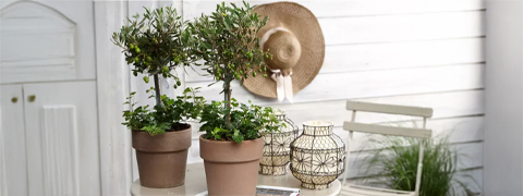 Gutschein für bis zu 58% Rabatt auf 2 winterharte Olivenbäume bei Groupon