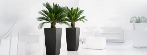 Japanischer Palmfarn Doppelpack mit kostenlosem Versand - 64% Rabatt auf Groupon