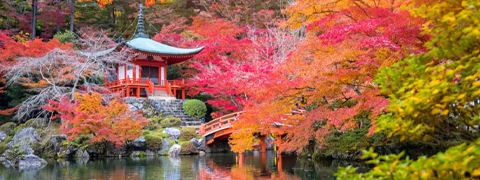 Sichere dir bis zu 69% Rabatt bei Groupon auf das 4er-Set Japanische Ahorne