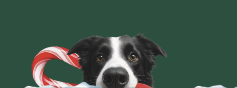 Tierische Weihnachtsfreuden bei FRESSNAPF entdecken!