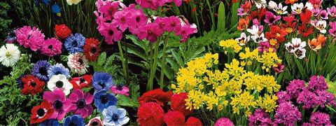 Ahrens und Sieberz Rabatte: 25% Ersparnis auf Blumenzwiebeln