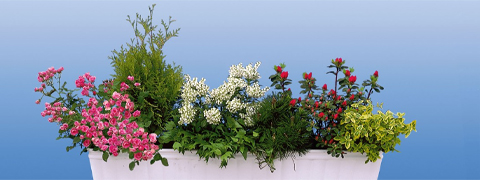 10% Preisnachlass auf Sommerblumen | Ahrens+Sieberz Gutschein