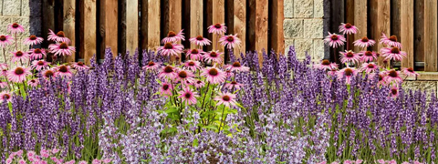 Rabattaktion bei Mein schöner Garten: Spare bis zu 10% auf Staudenbeete