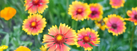 Sichere dir 4 € Rabatt ab 40 € Einkauf mit dem BALDUR Gutschein