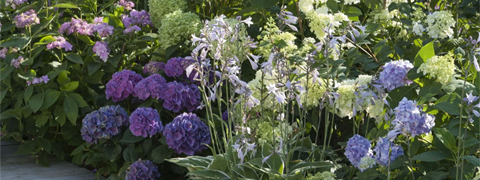 Mein schöner Garten Gutschein: 50% Rabatt und weitere exklusive Sparvorteile