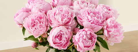 Blume2000 Gutschein für über 28% Rabatt auf frische rosa Pfingstrosen