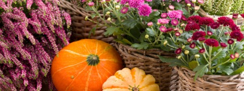 10 € BALDUR Garten Gutschein sichern ab 99 € Einkauf