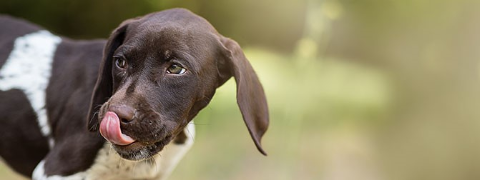 März-Gutschein: 22% Rabatt auf Kauartikel & Hundekuchen