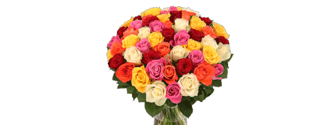 50 bunte Rosen als super Sparangebot bei XLL